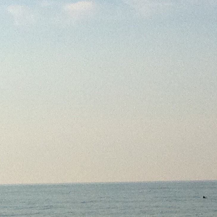 Dolphins in the water on the beach at Bethany Beach Delaware
