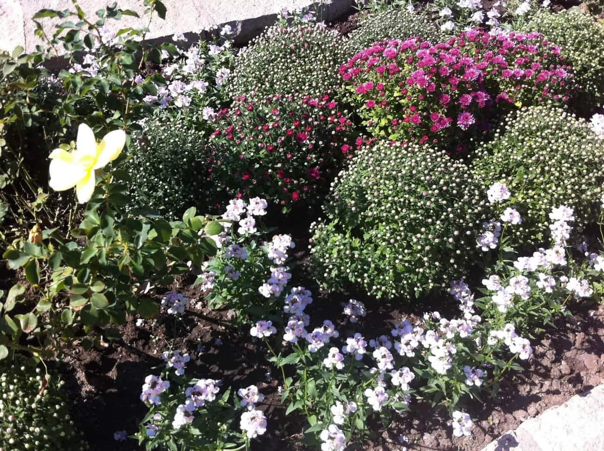 Mums planted in a fall garden