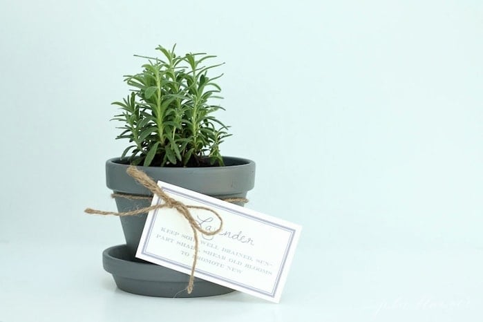 Potted lavender makes a beautiful housewarming gift, complete with free printable gift tags