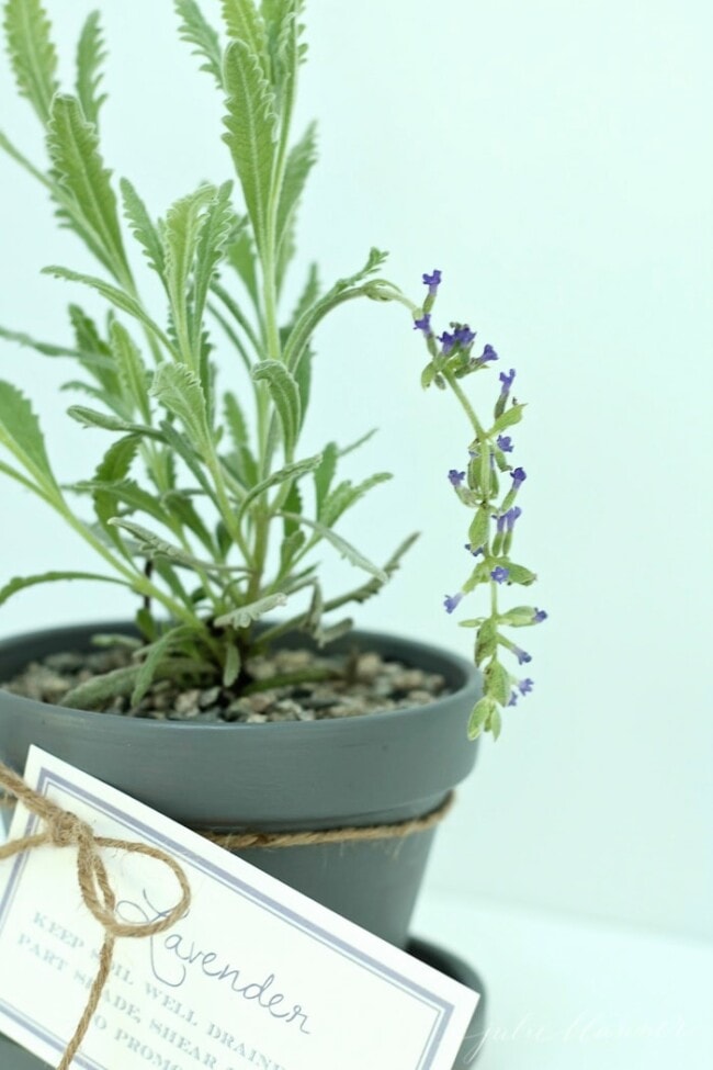 Lavender Pots with Free Printable Gift Tags | Julie Blanner