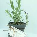 Potted lavender makes a beautiful housewarming gift, complete with free printable gift tags