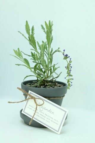Lavender Pots with Free Printable Gift Tags | Julie Blanner