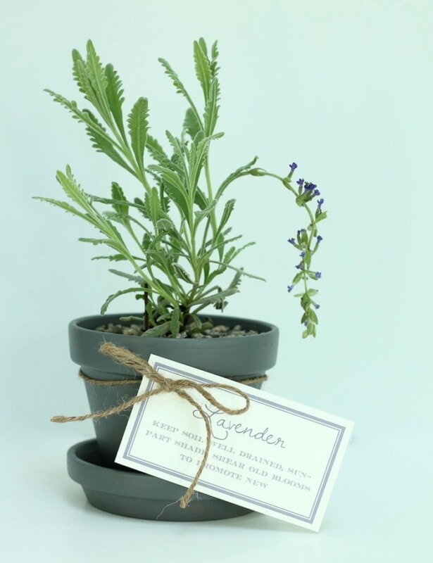 Potted lavender makes a beautiful housewarming gift, complete with free printable gift tags