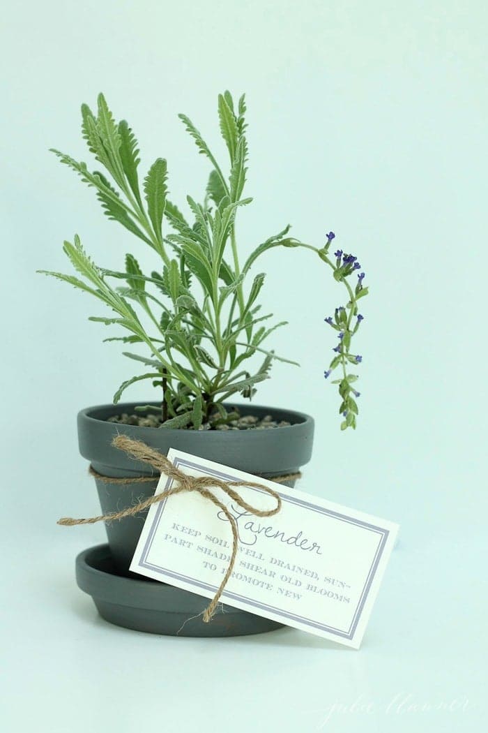 potted lavender plant