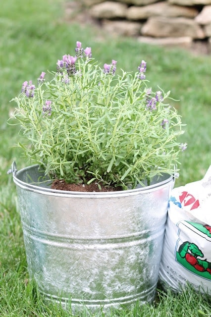 lavender in galvanized planter next to bag of soil