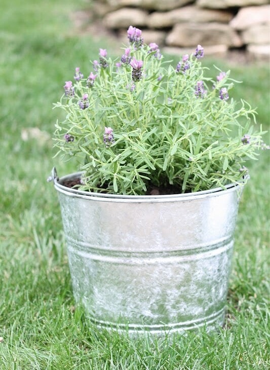galvanized planter filled with lavender