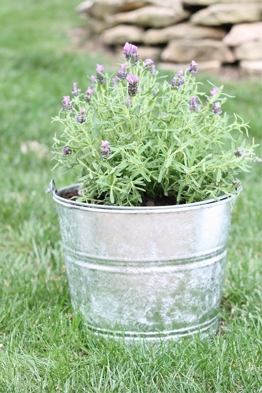 galvanized planter filled with lavender