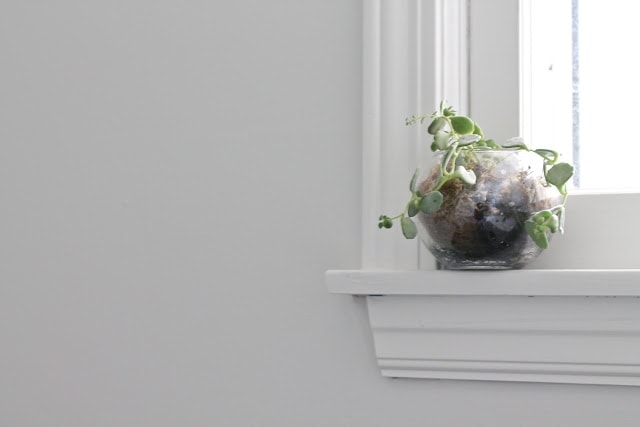A plant sitting on a window ledge