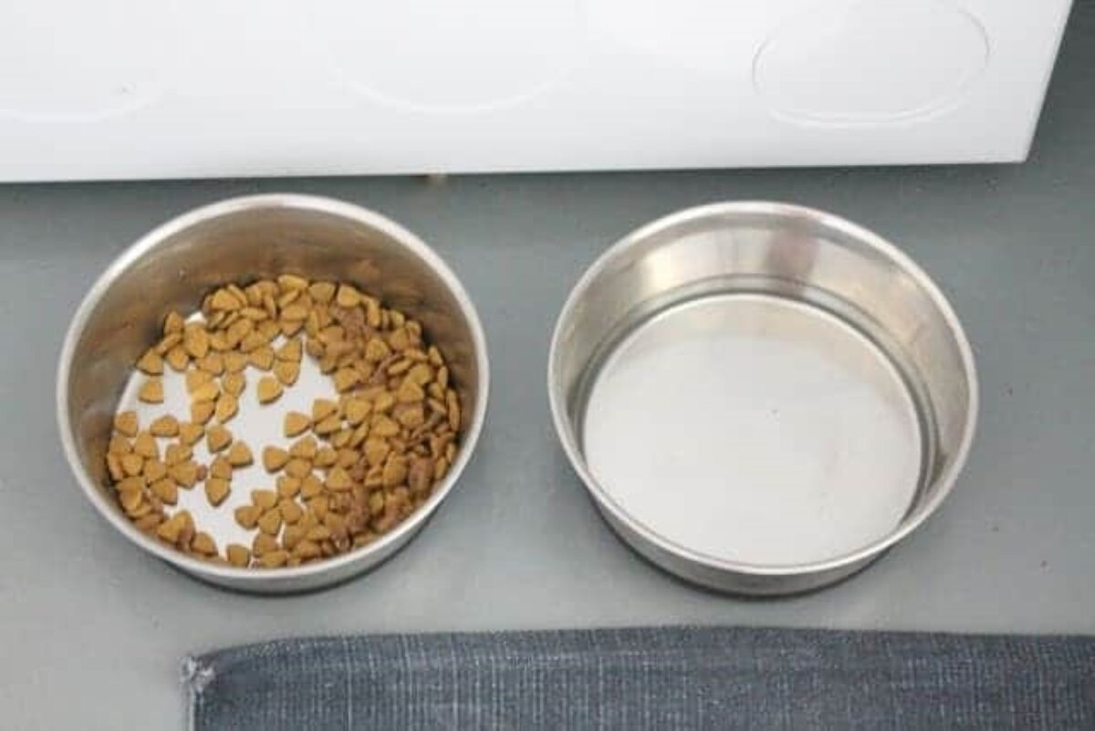 A bowl of dog food and water on a painted concrete floor in a mudroom laundry room