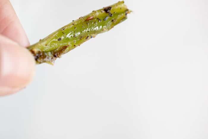 A hand holding a single cooked green bean against a white background.