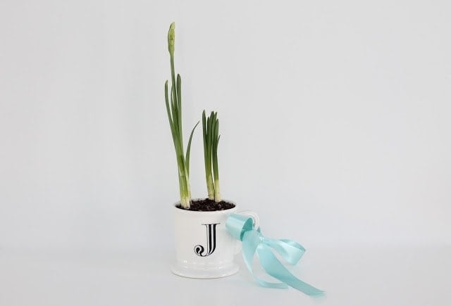 potted paperwhites | easy holiday hostess gift