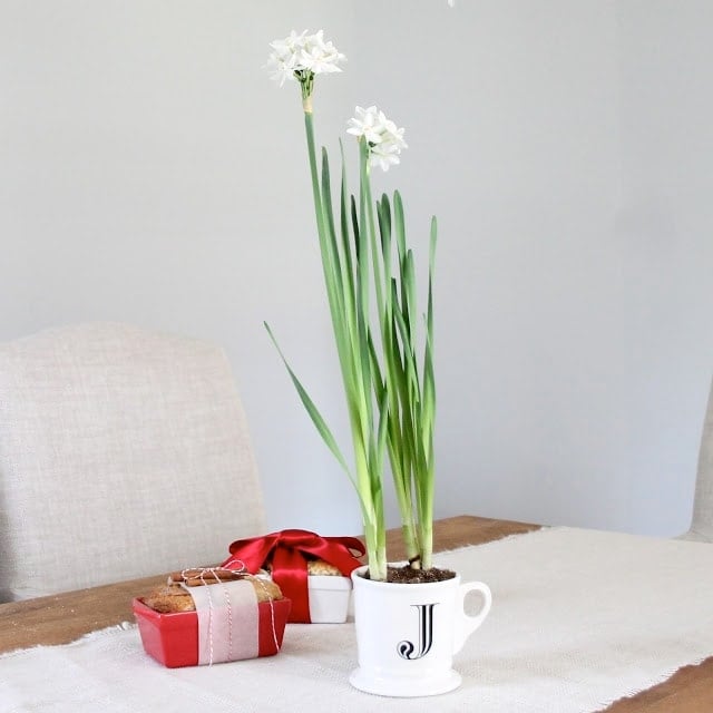 potted paperwhites | easy holiday hostess gift
