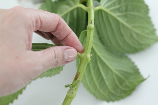 A close up of a green plant, the stem being touched with someone's fingertips.