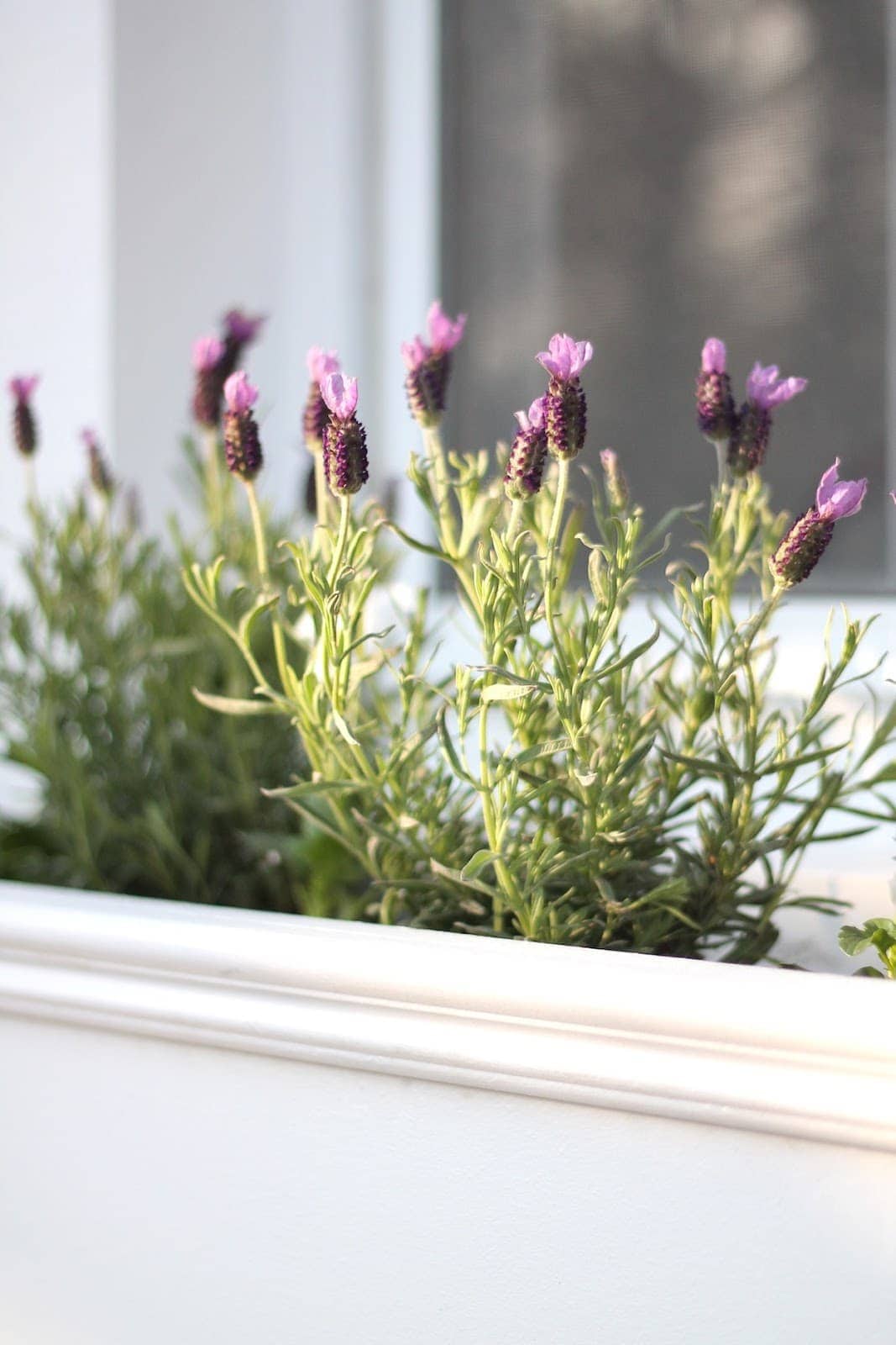 A homemade white window box filled with blooming lavender.