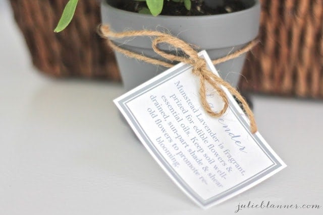A note about lavender on a lavender plant.