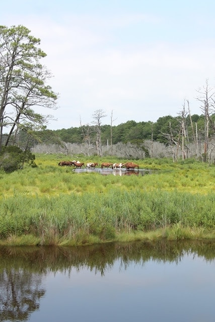 Wild horses spotted in a swampy area of Chincoteague, Virginia. 