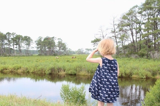 A little girl lookin at the wild horses spotted in a swampy area of Chincoteague, Virginia. 