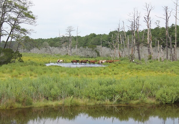Wild horses spotted in a swampy area of Chincoteague, Virginia.
