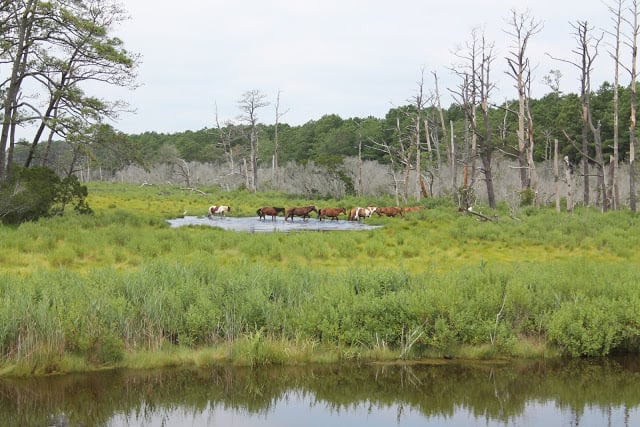 Wild horses spotted in a swampy area of Chincoteague, Virginia. 