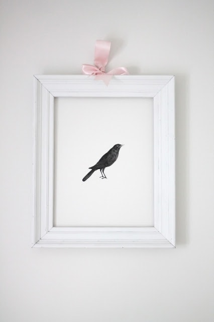 A bird framed on the wall