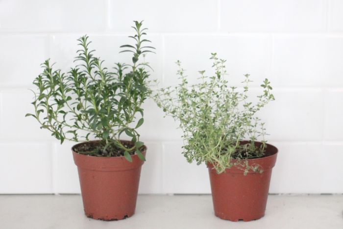 plants on kitchen counter