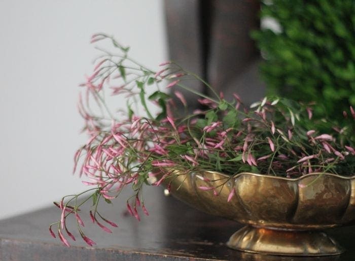 Fresh jasmine in a brass bowl, with greenery in the background.