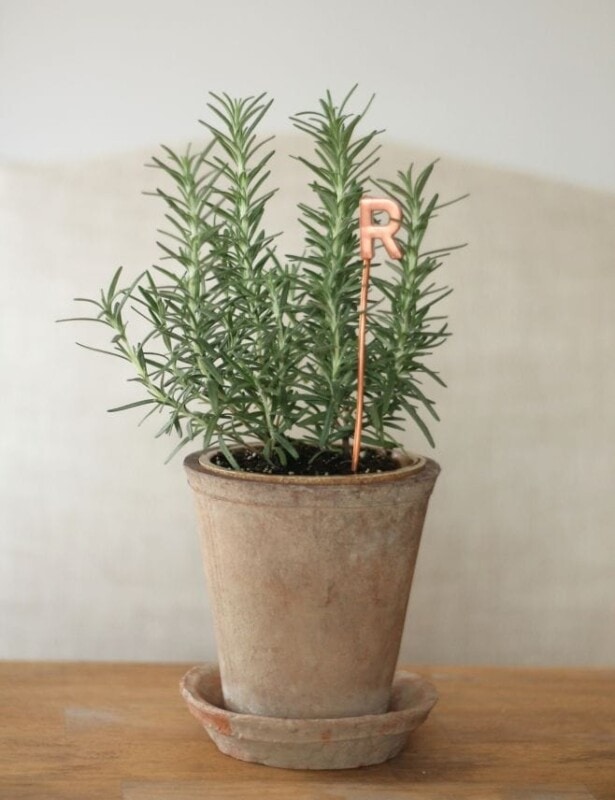 hostess gift plant with copper marker