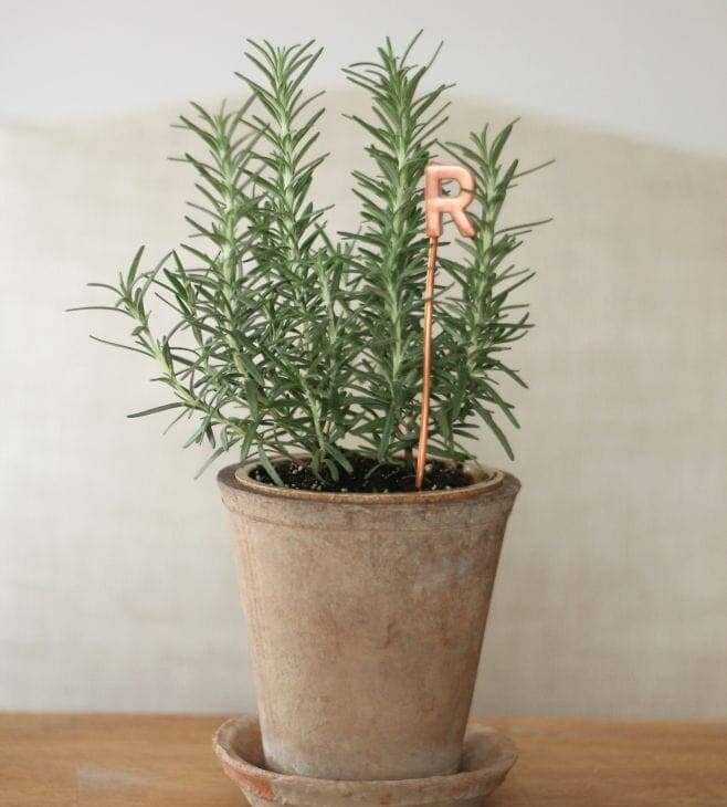 hostess gift plant with copper marker