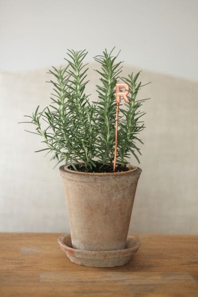 A plant with a copper \"R\" letter marker in it.