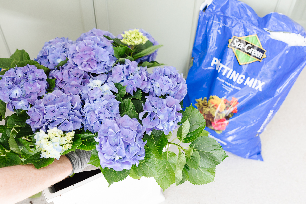 Blue hydrangea plants and a blue bag of potting soil.