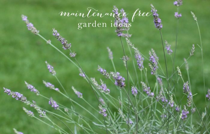 Maintenance Free Garden Ideas