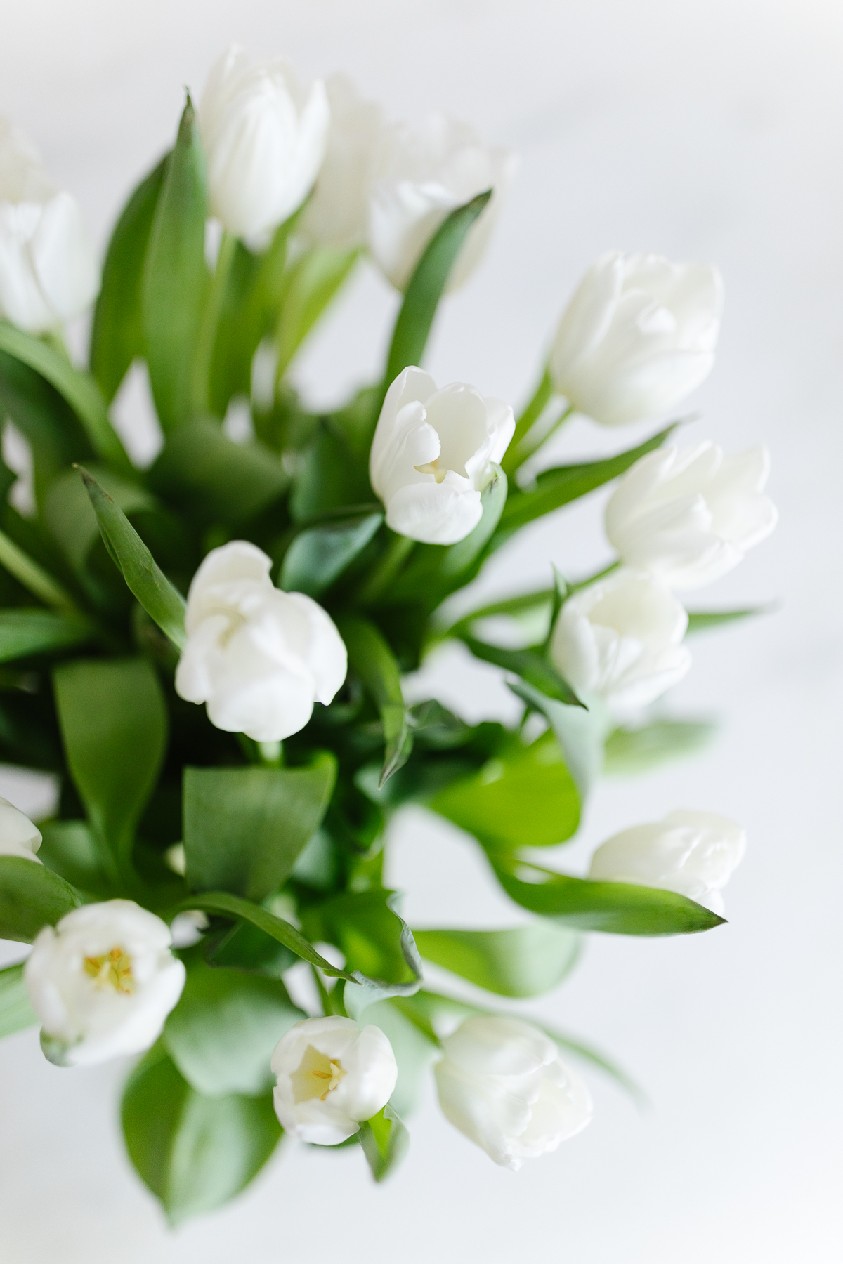white tulips in a clear glass vase