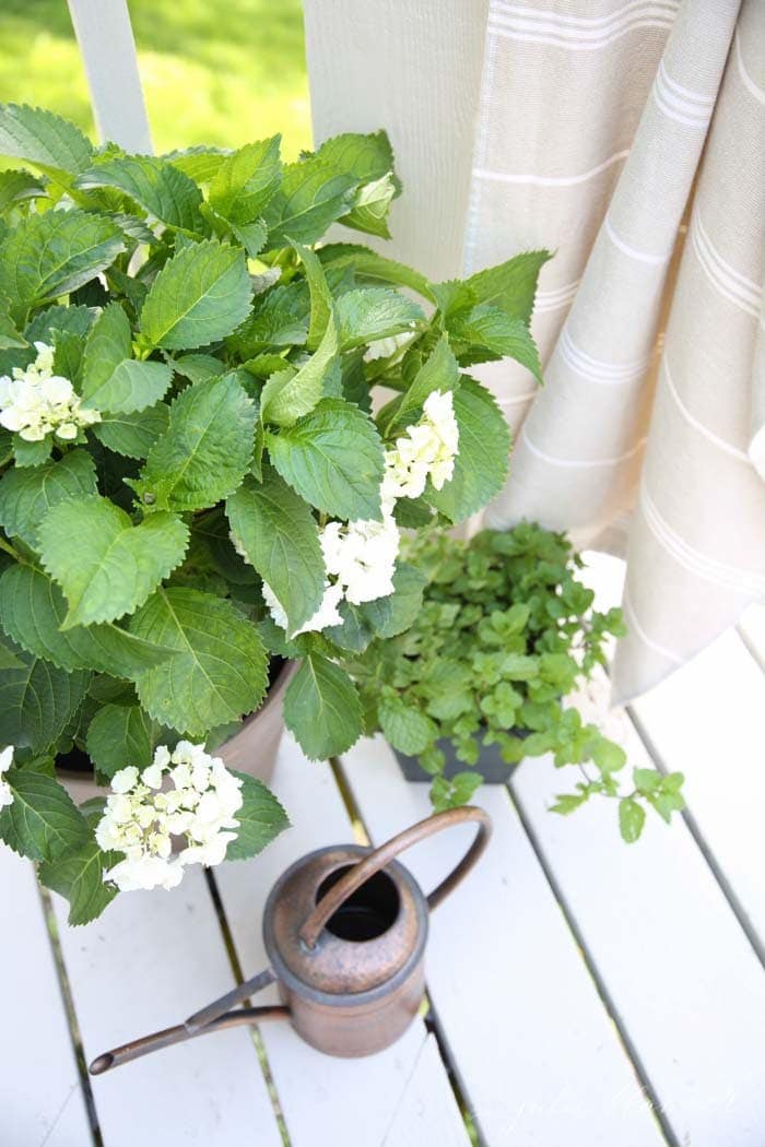 Embrace outdoor living by placing your favorite plants, like these hydrangeas, on your deck or patio