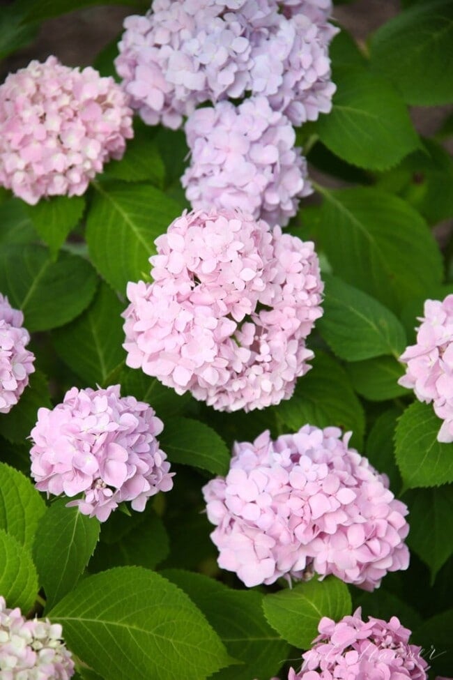 Cottage Garden 