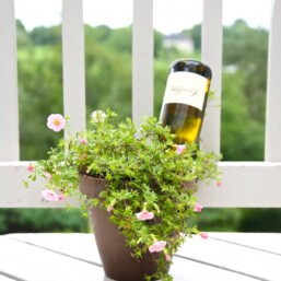 How to make a self watering system for your plants with a bottle