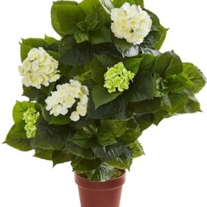 Potted plant with green leaves and clusters of white and light green flowers, perfect as a porch planter.