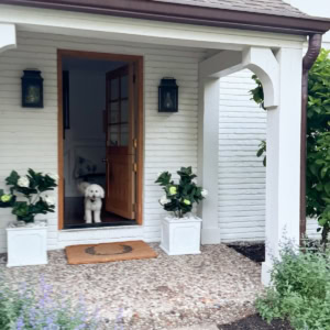 A white dog stands inside the open wooden front door of a white brick house, with a porch planter and potted plants on the porch and a stone pathway leading to the entrance.