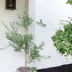 Potted olive tree used as a porch planter with green leaves, placed on a stone porch next to a white brick wall and a black outdoor lantern.
