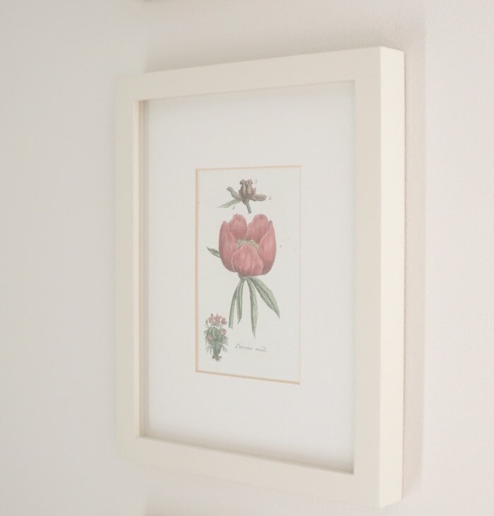 Botanical print in white frame