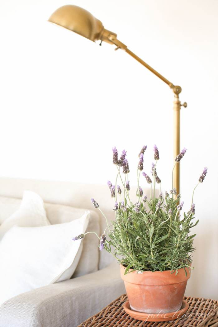 A clay pot full of English lavender on a basket side table in a living room.