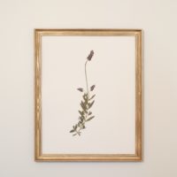 pressed botanical in a wood frame