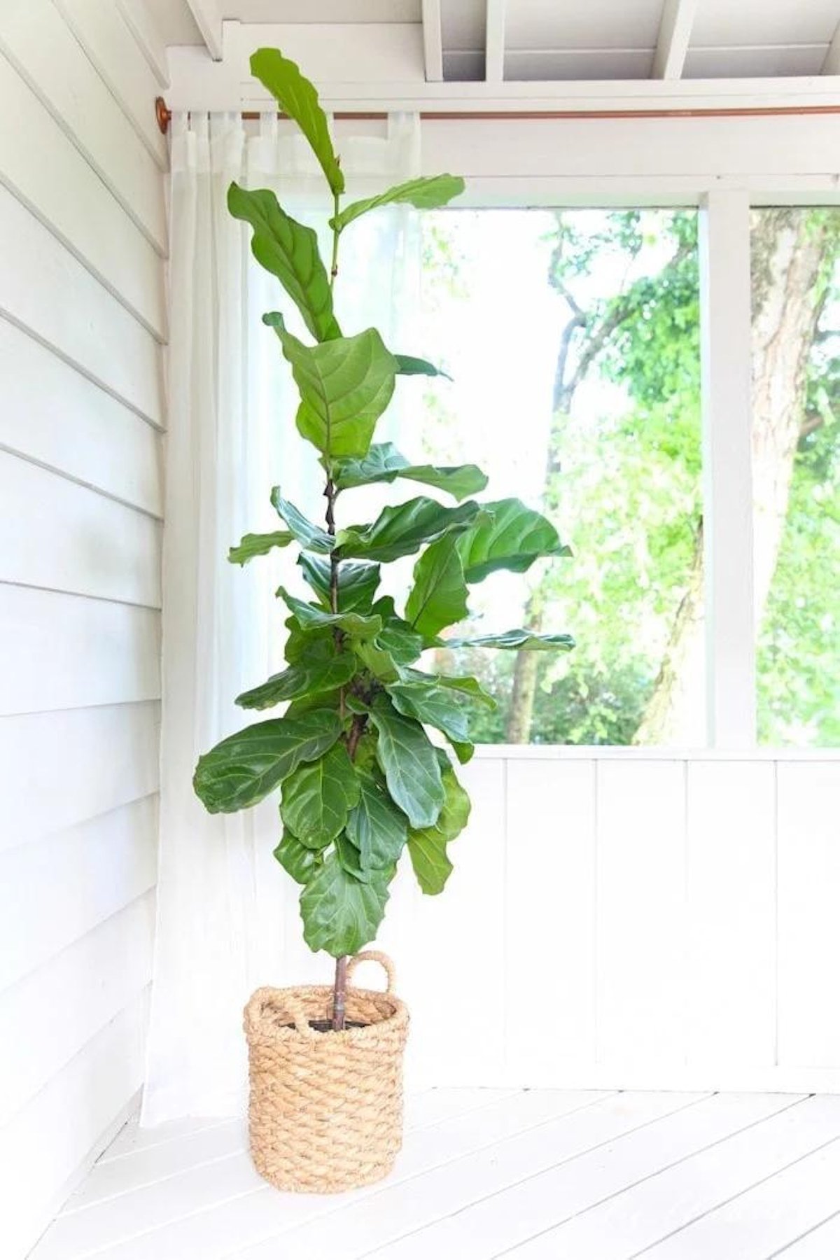 A fiddle leaf fig plant in a woven basket is placed on a white wooden floor in a corner with white walls, featuring diy copper pipe curtain rods and a large window in the background.