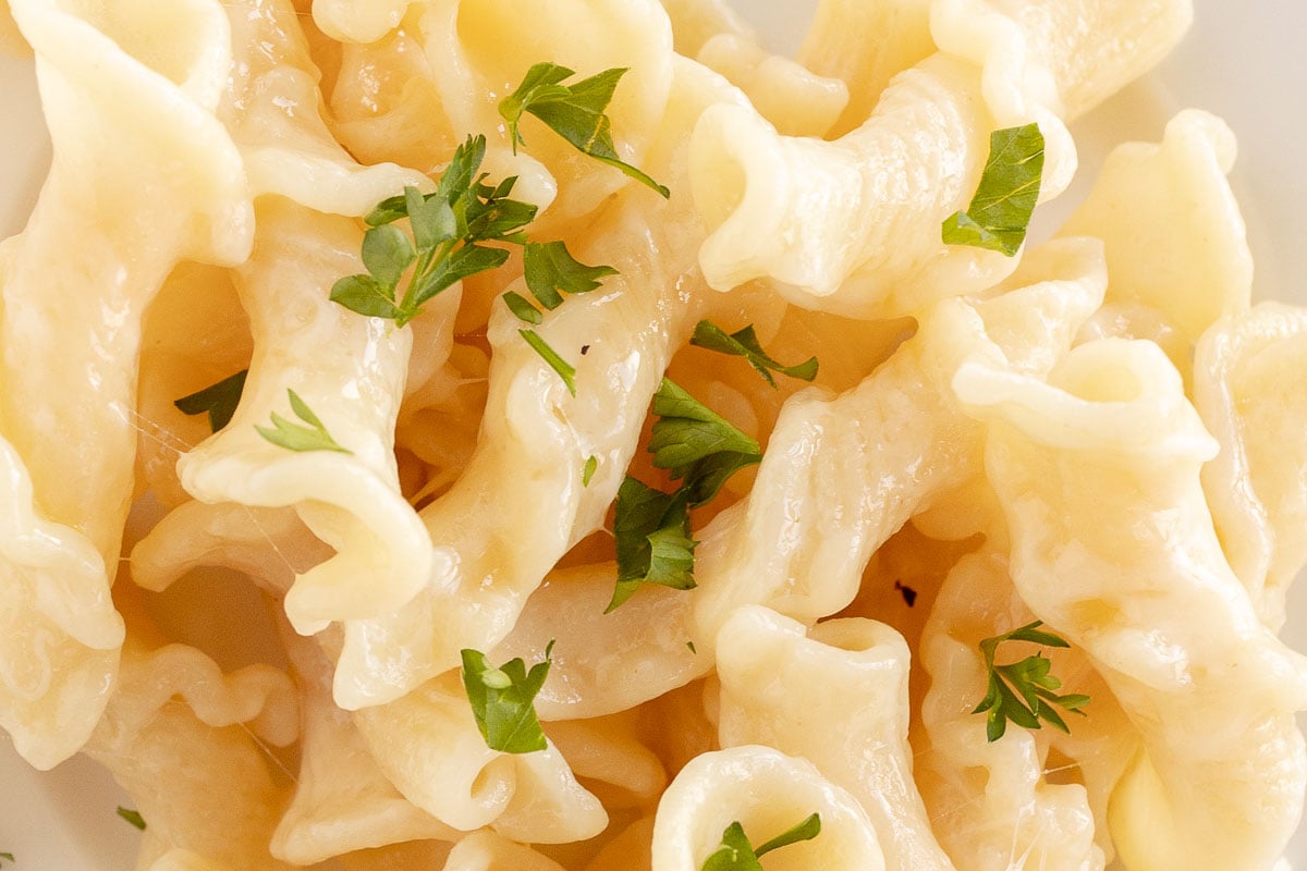 closeup of cheese pasta