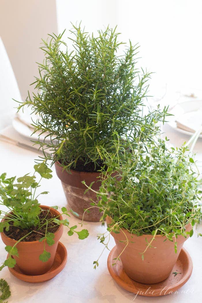 Potted herbs in clay pots as an Easter table decor idea