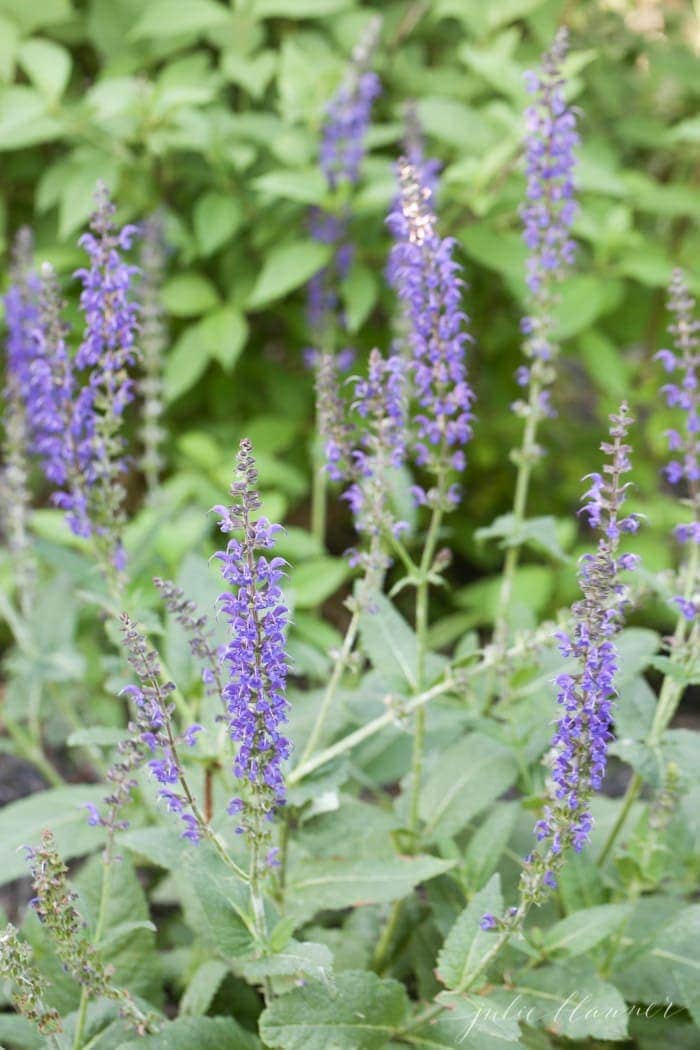 Cottage Garden | Julie Blanner
