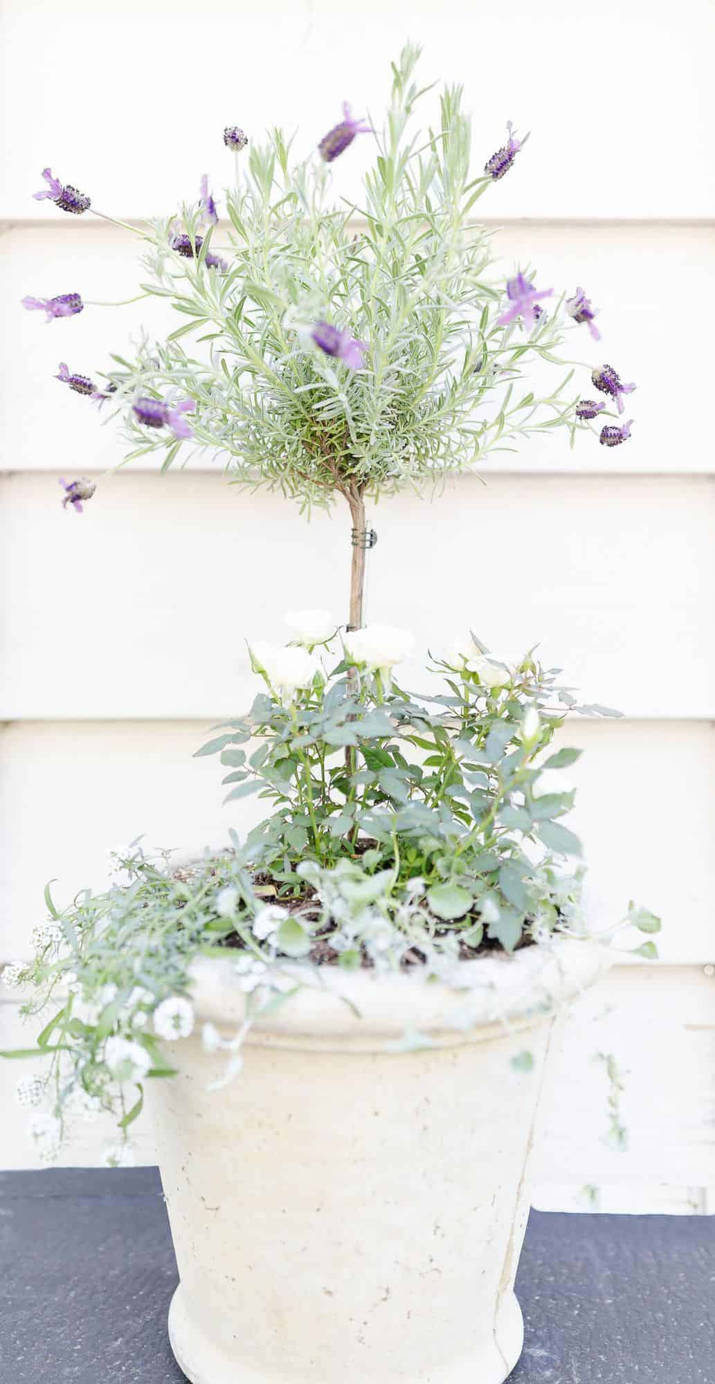 A fresh lavender topiary in a white pot, with more flowers at the base.
