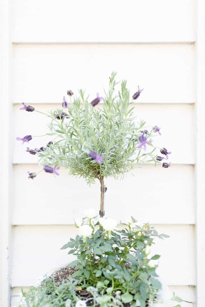 A flower pot design of a fresh lavender topiary in a white pot, with more flowers at the base.