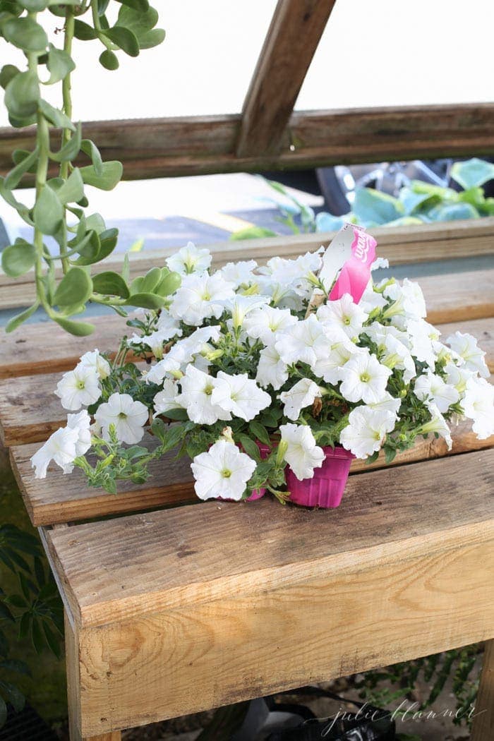 A wood surface with a container of white wave petunias.