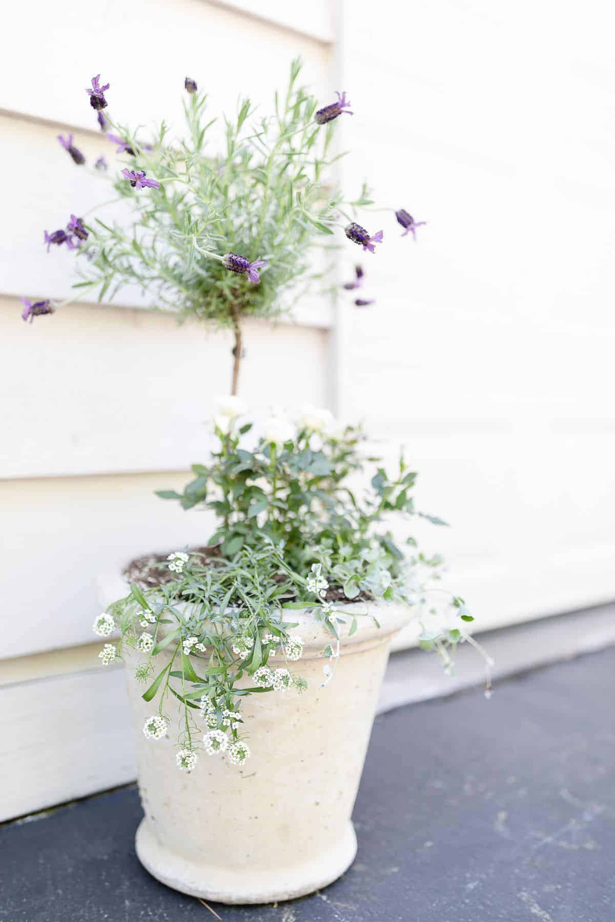 A flower pot design of a fresh lavender topiary in a white pot, with more flowers at the base.