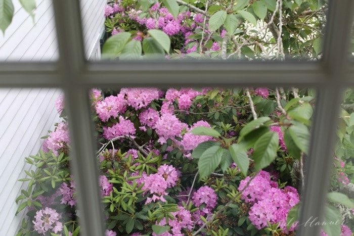 pink blooming azalea bushes through a Martha's Vineyard hotel window.